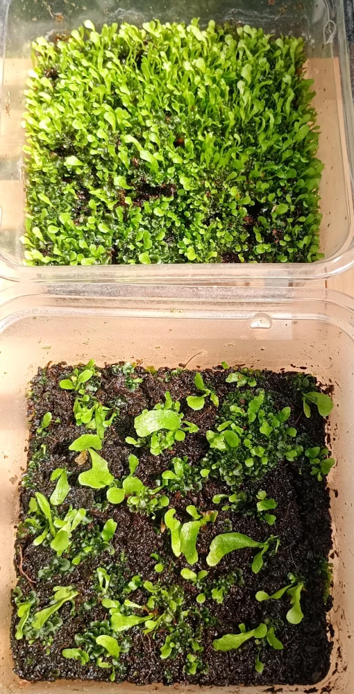 Platycerium kitshakood ([種子/胞子] ビカクシダ キッチャクード)
